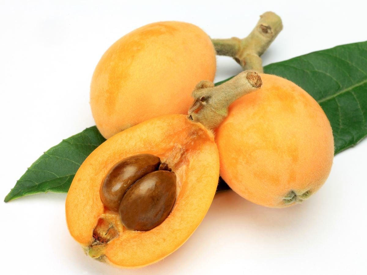 loquat